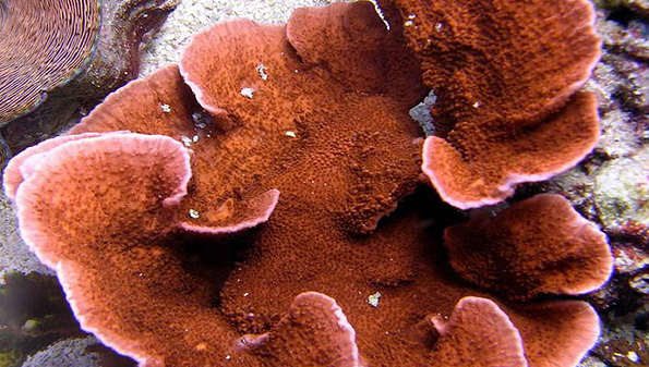 generos más comúnes