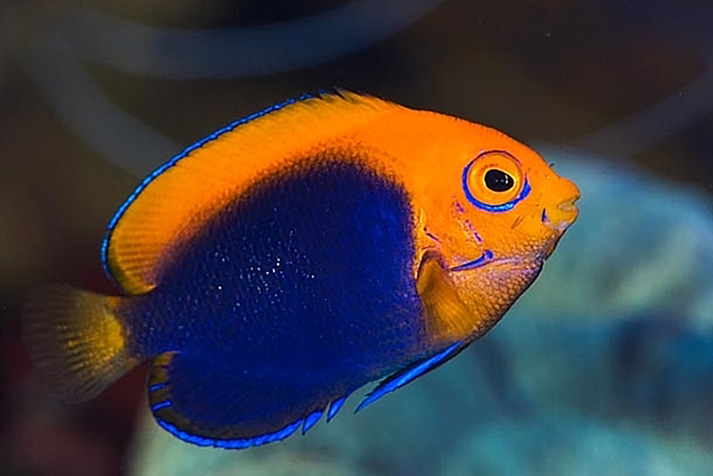 Centropyge acanthops