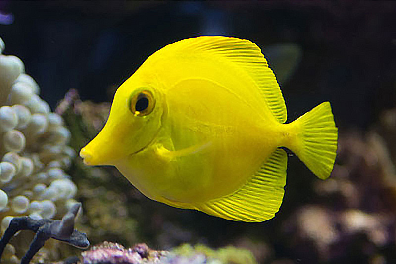 Zebrasoma flavescens