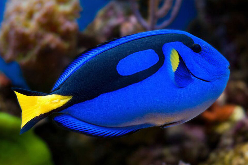 Paracanthurus hepatus