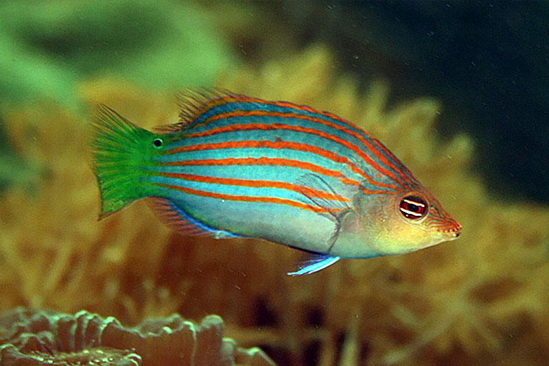 Pseudocheilinus hexataenia