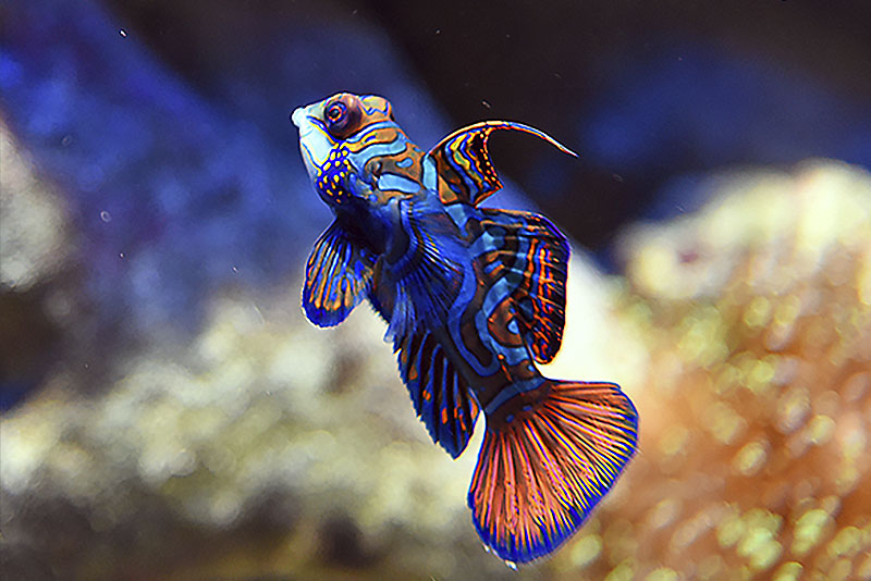 Synchiropus splendidus